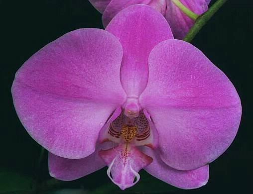Phal. Sherine's Rose 'Angel Orchids'.jpg